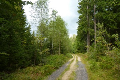 Wandern im Wald bei Frauenau auf schönsten Wanderwegen