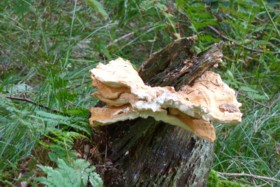 Pilze am Baum im Bayerischen Wald beim wandern gesehen.