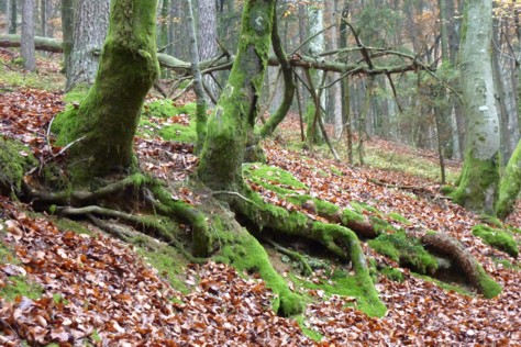 Vermooste Felsen und Wurzeln begleiten uns auf der Wanderung zum Wackelstein im Bayerischen Wald.