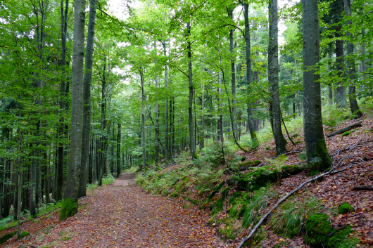 Wanderweg im Bayerischen Wald nach dem Hüttl-Schachten