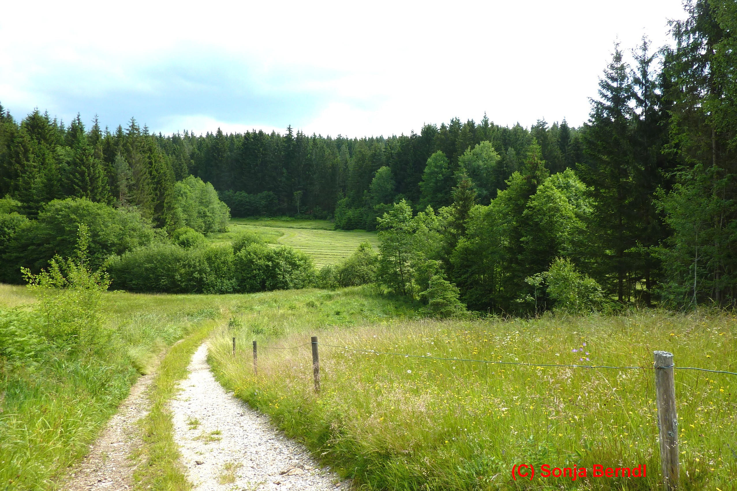 Die Wanderung führt über Außenried zum Hennenkobel, dem Hausberg von Zwiesel.